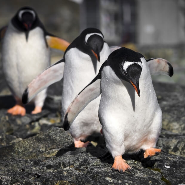 Three penguins, led by an effective leader, march in a line on a rocky surface. Their black bodies and white bellies shine against their distinctive head markings. The blurred background accentuates their synchronized forward movement.